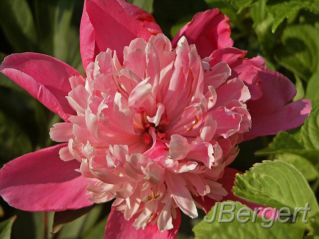 PICT0773.JPG - offene Bauernrose