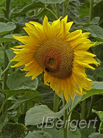 PICT1023.JPG - Sonnenblume
