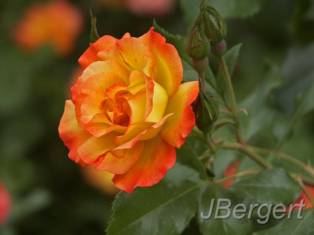 PICT2543.JPG - Rose