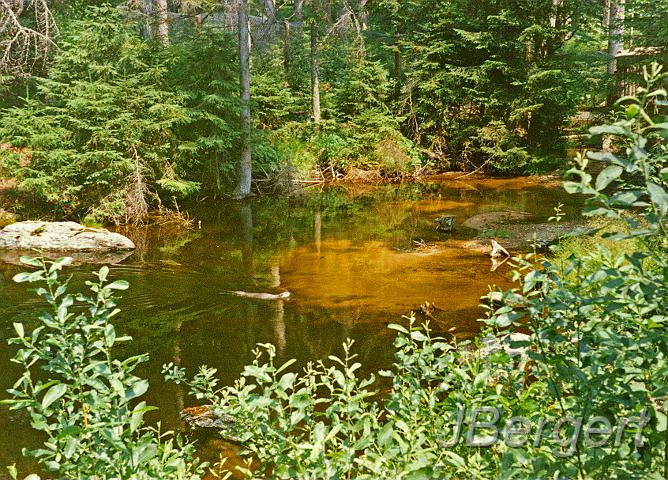 BIBER2.jpg - Fischotter im See