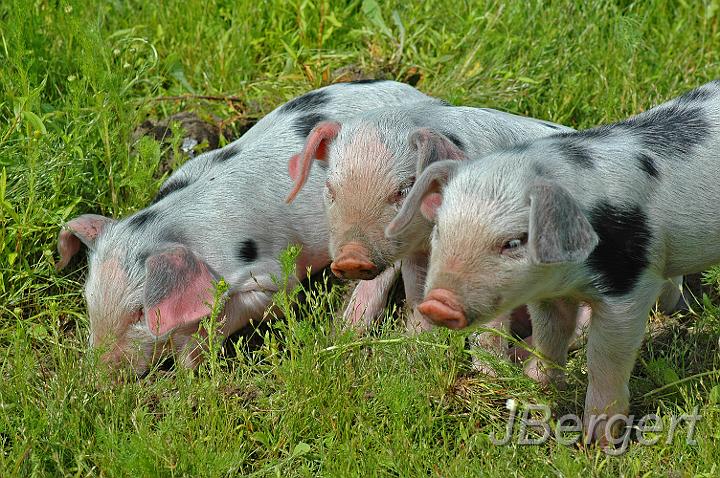 DSC_2255.JPG - Die " 3 kleinen Schweinchen "