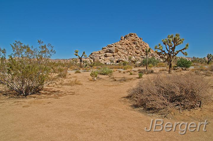 DSC_7503.JPG - Joshua Tree Nationalpark