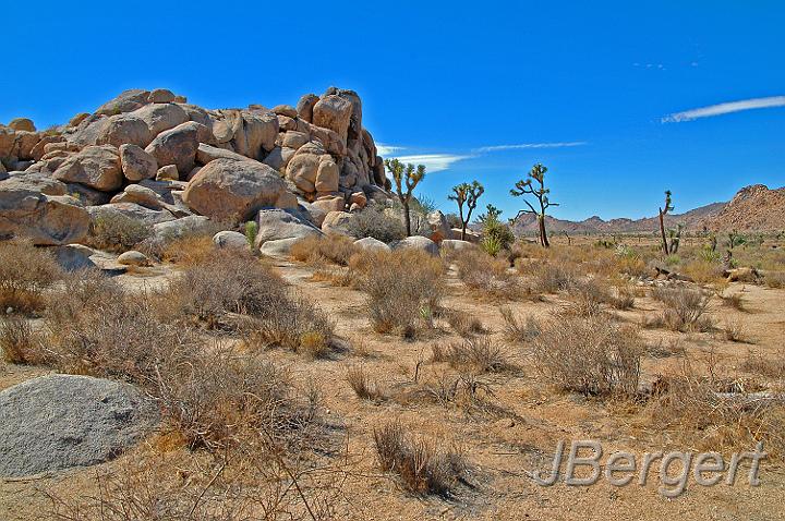 DSC_7507.JPG - Joshua Tree Nationalpark