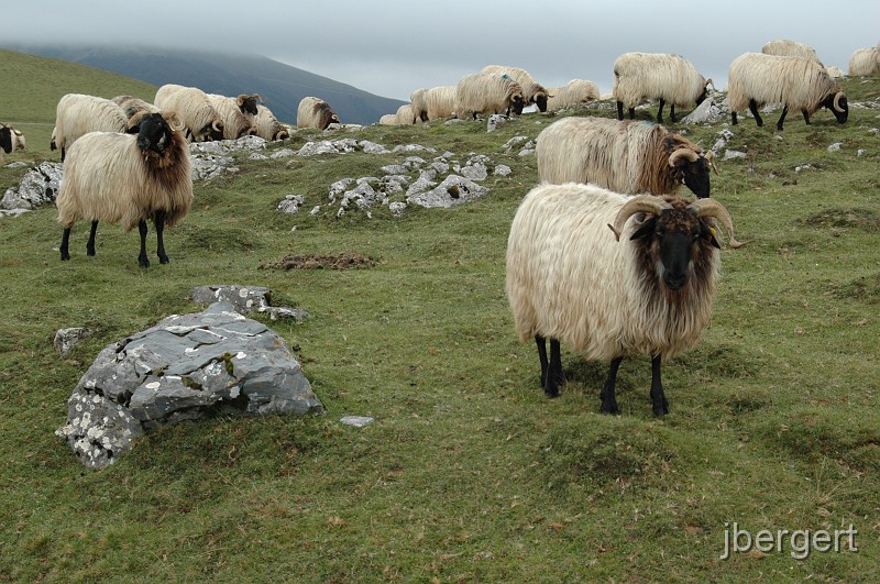 DSC_3714.JPG - grasende Schafe in den Pyrenäen
