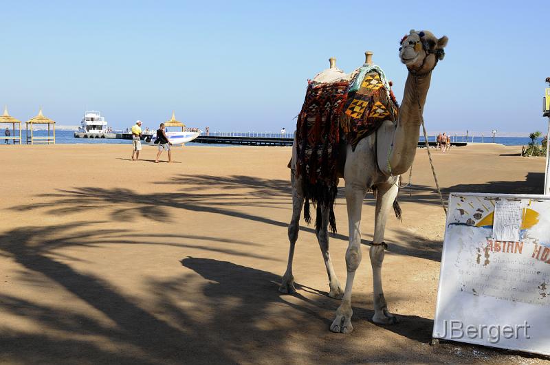 _DSC3991.JPG - Am Meer / Dana Beach